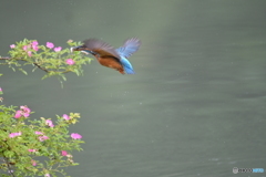 野バラとカワセミ