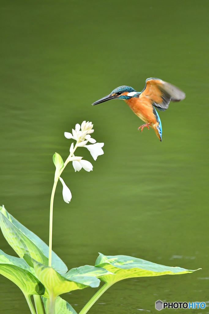 ギボシとカワセミ