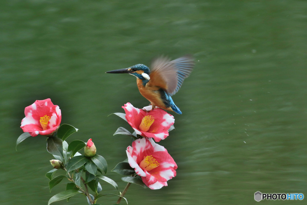糊こぼし椿とカワセミ