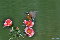 糊こぼし椿とカワセミ