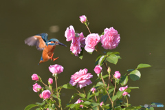 バラとカワセミ