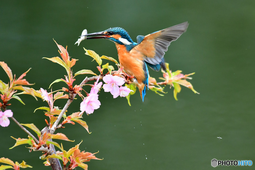 河津桜とカワセミ