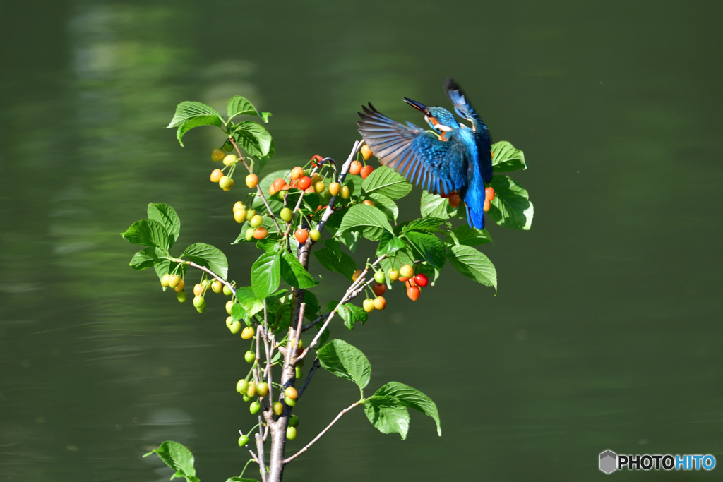サクランボとカワセミ