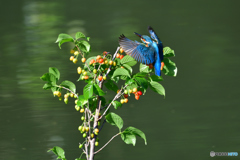 サクランボとカワセミ