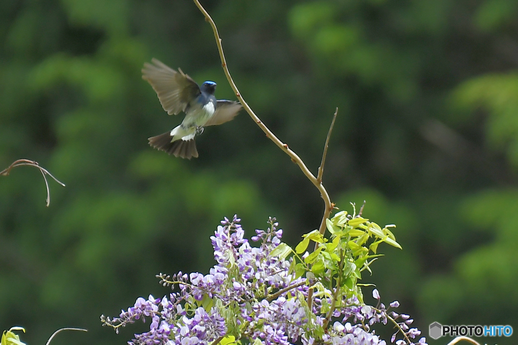 フジの花とオオルリ
