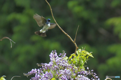 フジの花とオオルリ