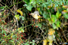 野バラの実とジョウビタキ