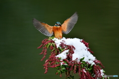 馬酔木とカワセミ