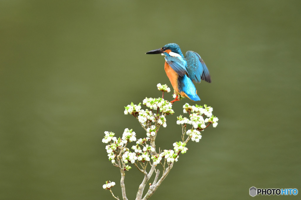 ドウタンツツジとカワセミ