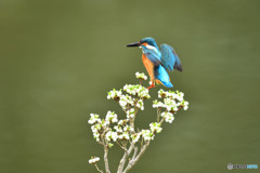 ドウタンツツジとカワセミ