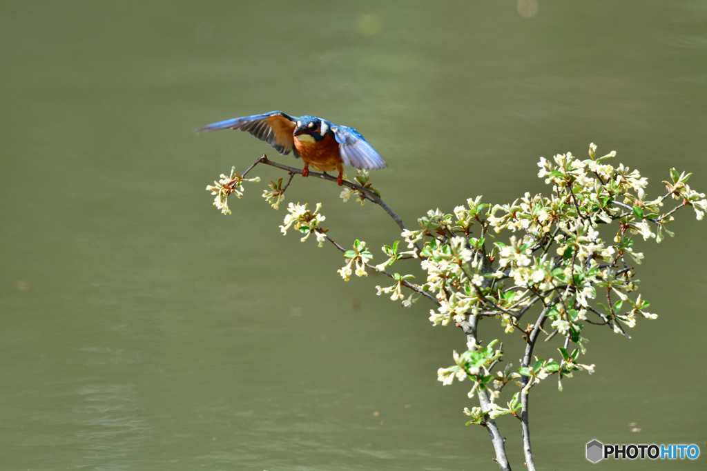 グミの花とカワセミ