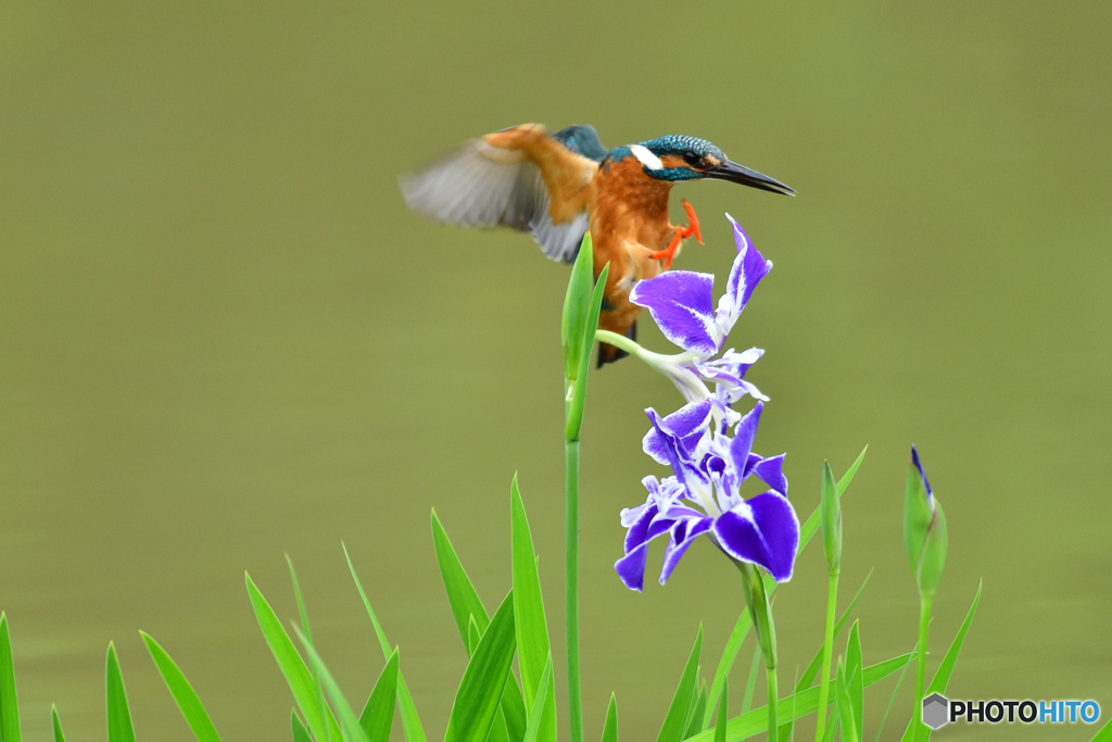 花ショウブとカワセミ