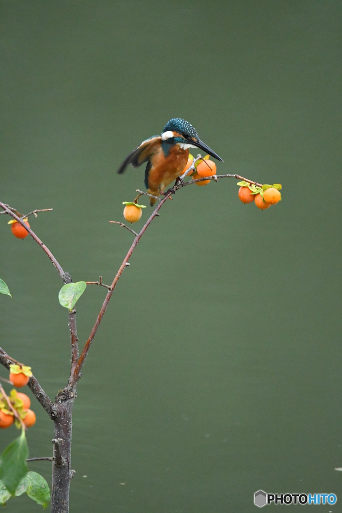 マメガキとカワセミ