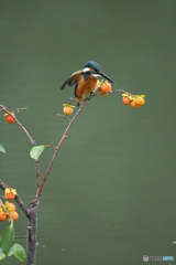 マメガキとカワセミ