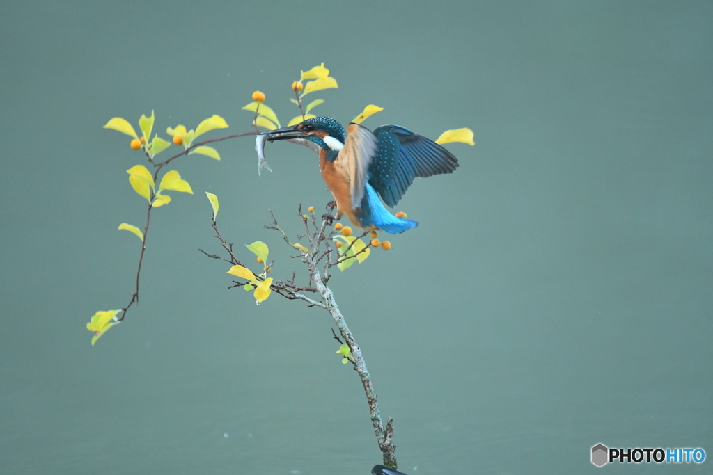 ツルウメモドキとカワセミ