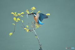 ツルウメモドキとカワセミ