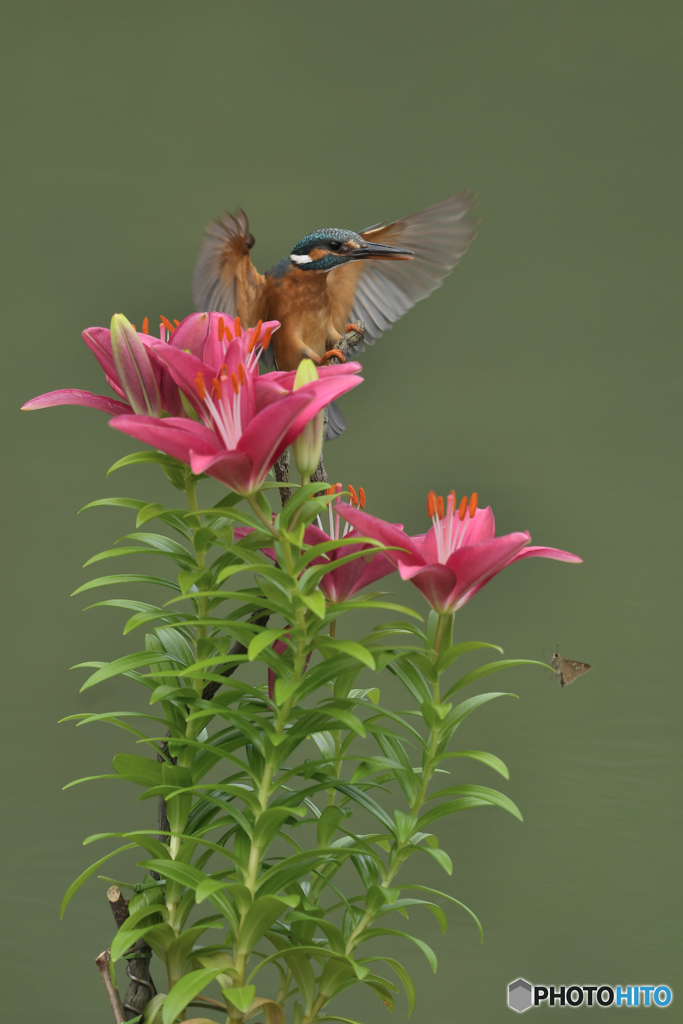 スカシユリとカワセミ