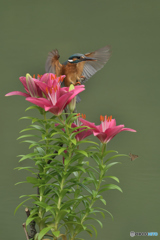 スカシユリとカワセミ