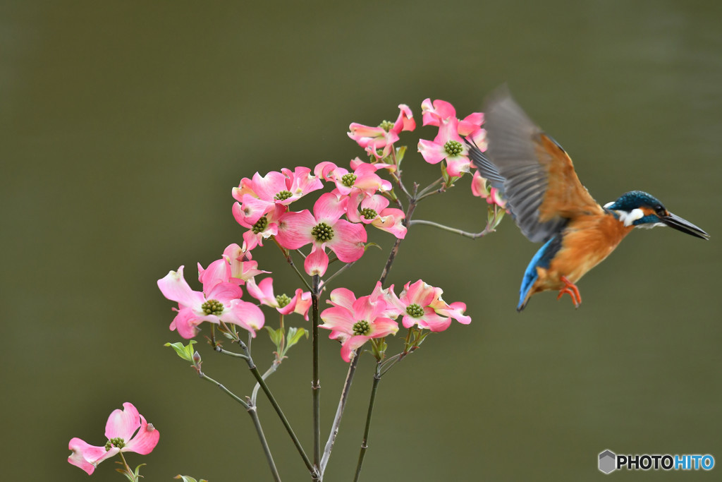 ハナミズキとカワセミ