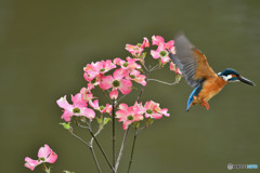 ハナミズキとカワセミ