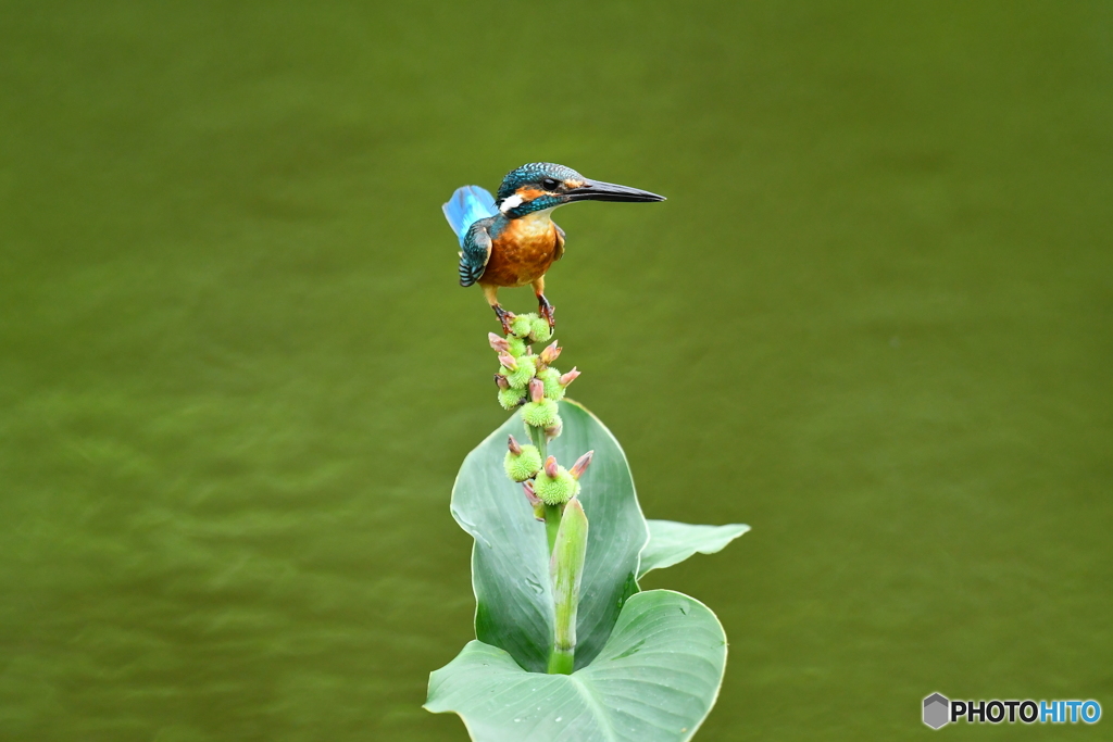 カンナの実とカワセミ