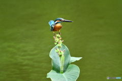 カンナの実とカワセミ