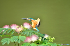 ネムノキとカワセミ