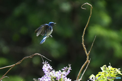 フジの花とオオルリ