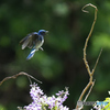 フジの花とオオルリ