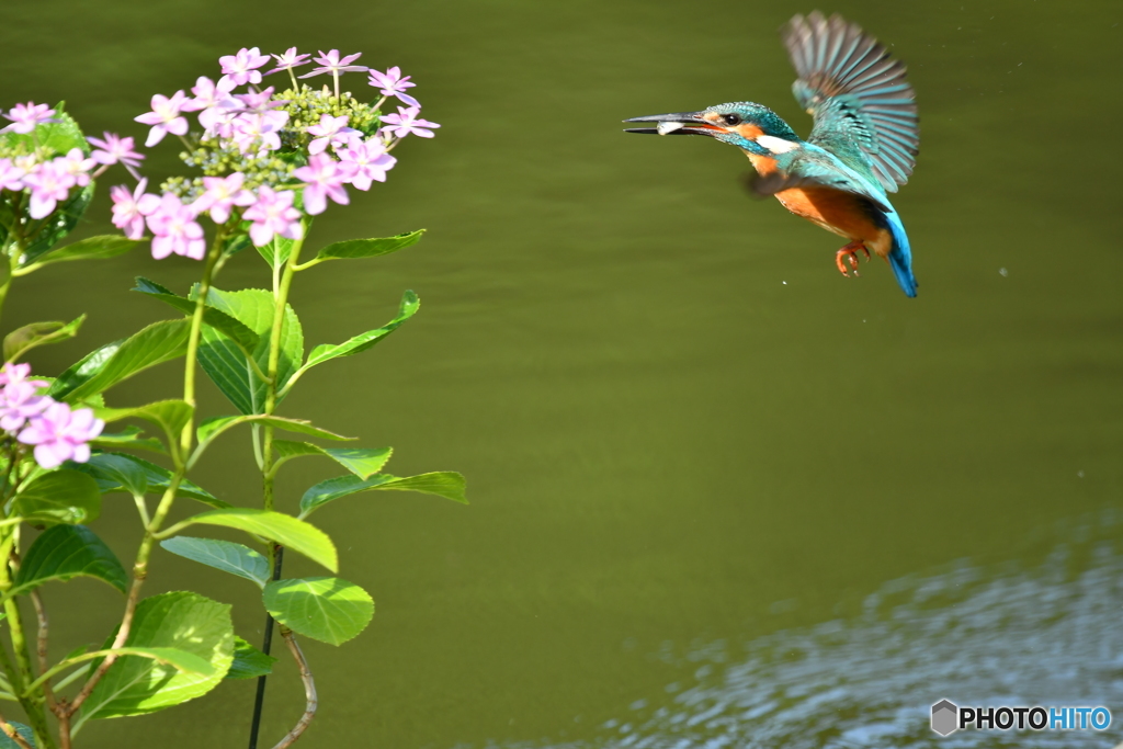 アジサイとカワセミ