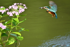 アジサイとカワセミ