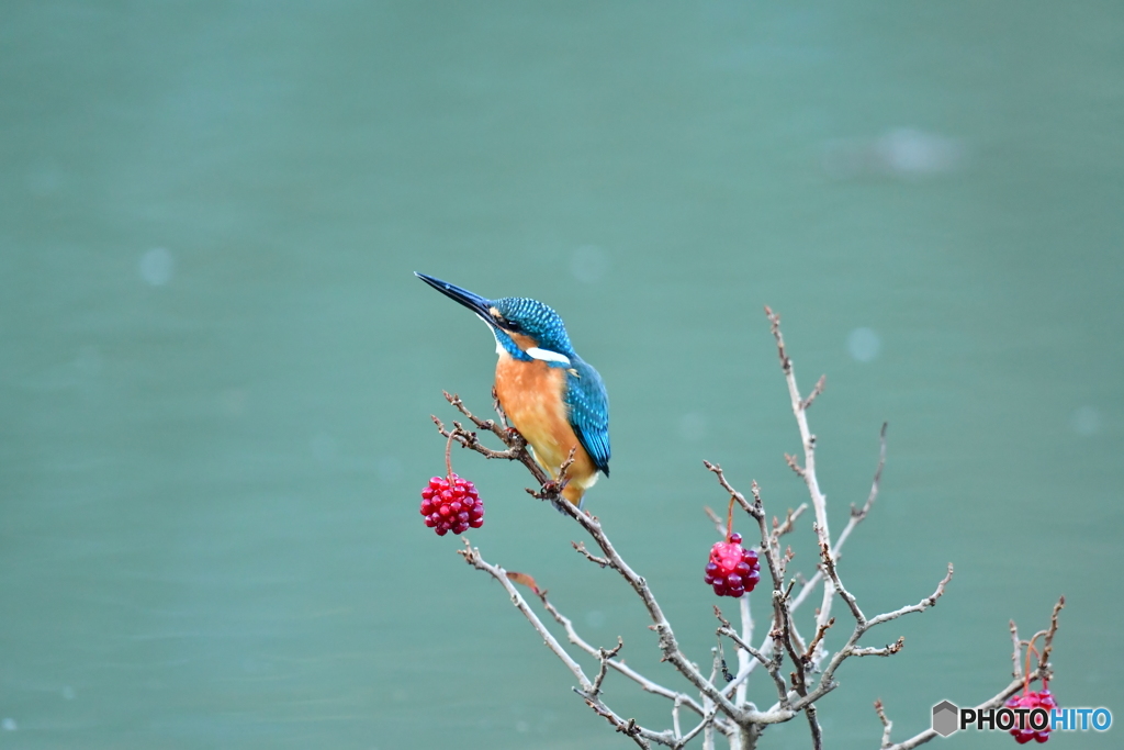 ビナンカズラとカワセミ