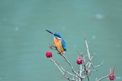 ビナンカズラとカワセミ