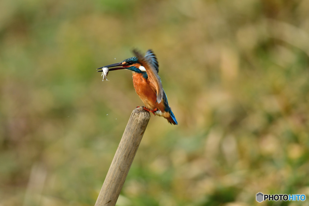 鍬の柄に止るカワセミ