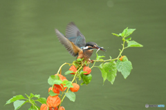ホオズキとカワセミ