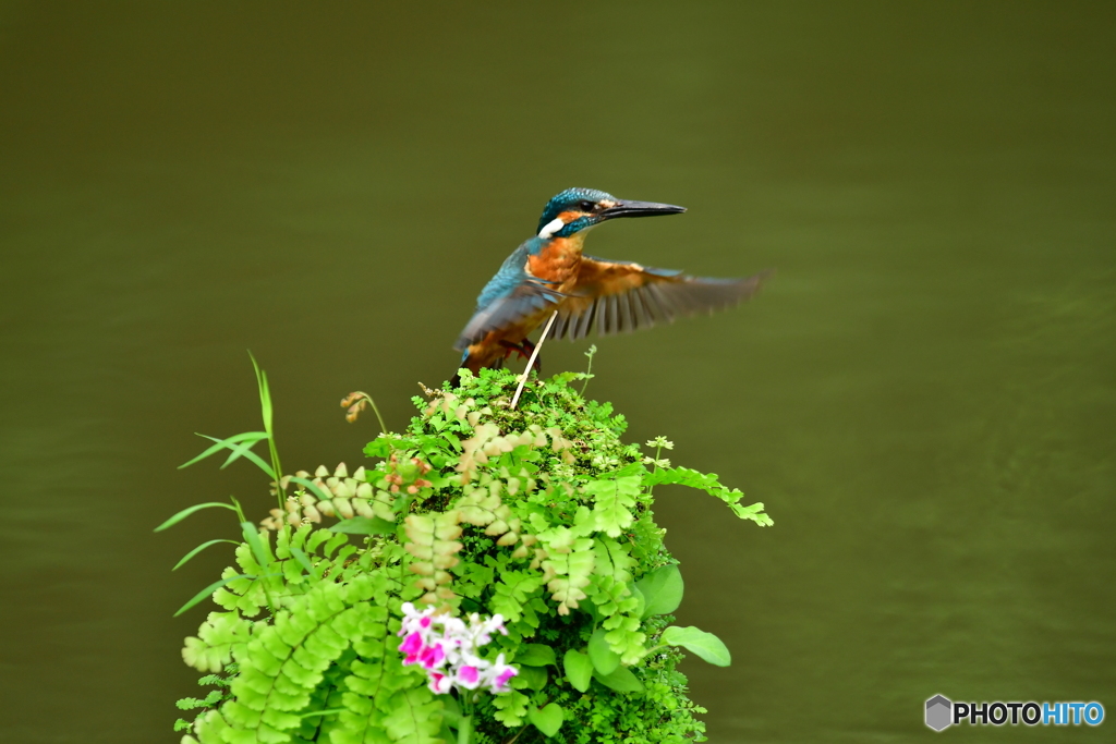 山野草とカワセミ