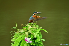 山野草とカワセミ