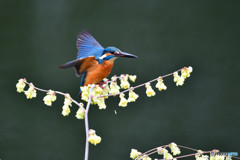 日向ミズキとカワセミ