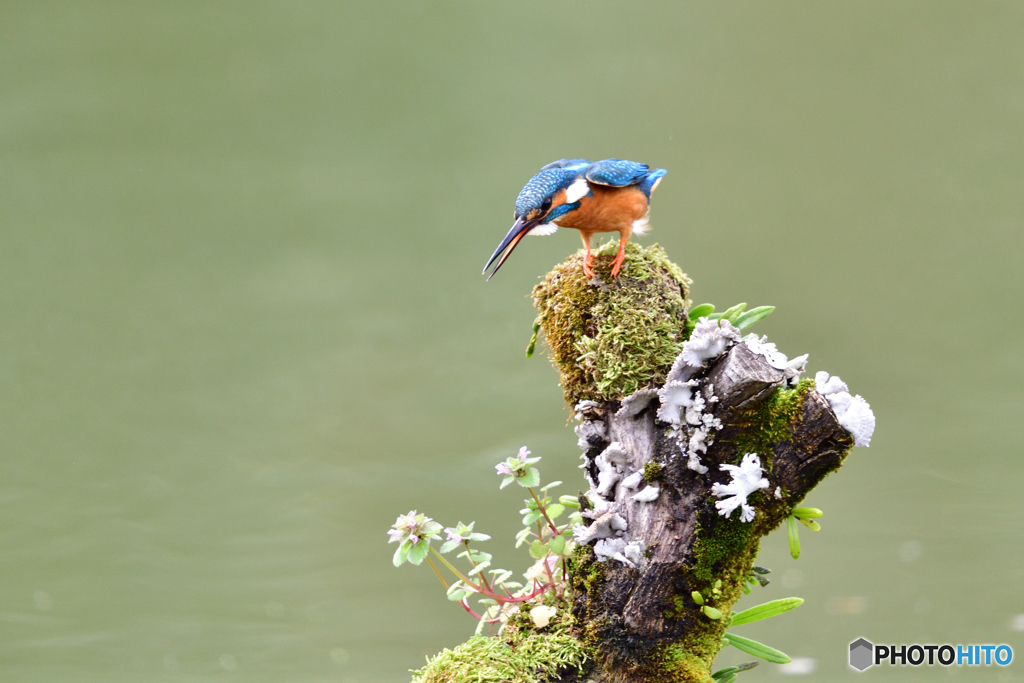 コケとカワセミ