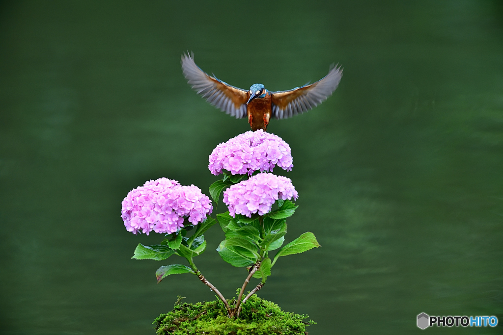 紫陽花とカワセミ