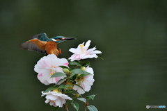 五色ツバキとカワセミ