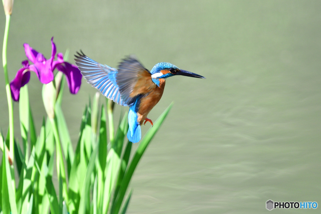 カキツバタとカワセミ