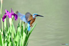 カキツバタとカワセミ