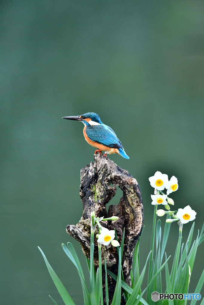 スイセンとカワセミ