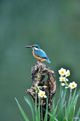 スイセンとカワセミ