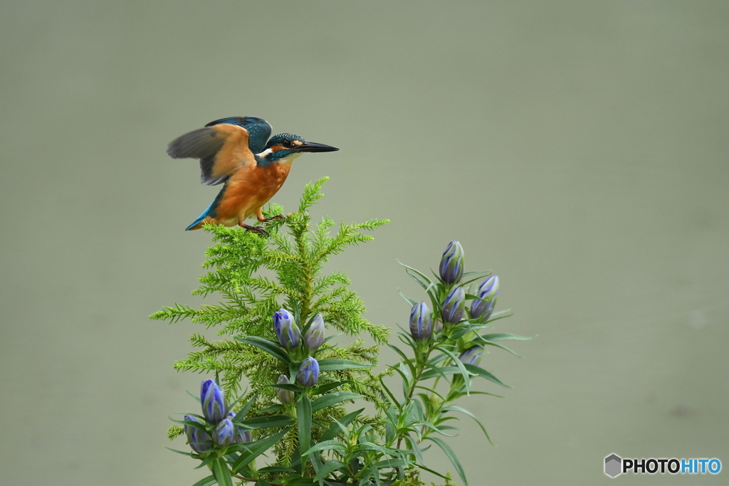 竜胆とカワセミ