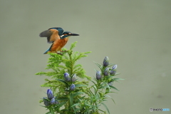 竜胆とカワセミ