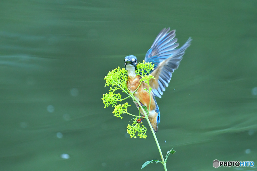 オミナエシとカワセミ
