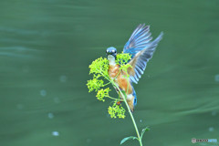 オミナエシとカワセミ