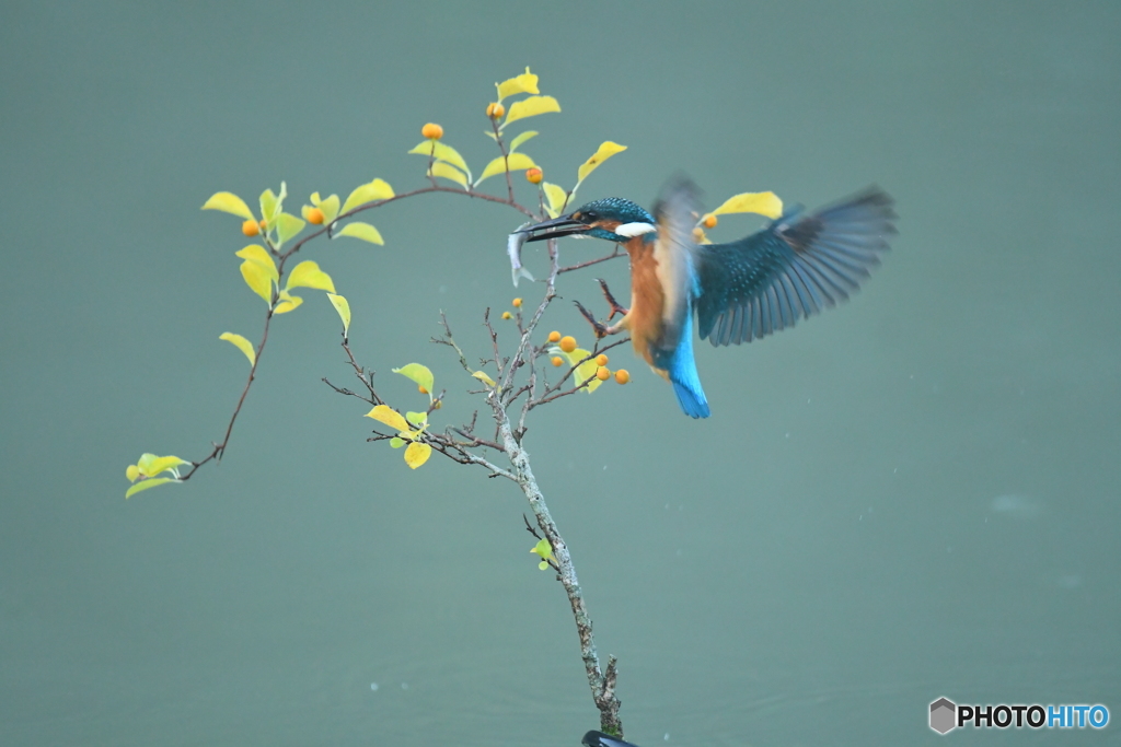 ツルウメモドキとカワセミ